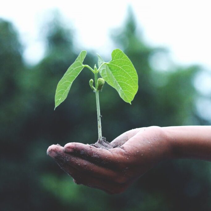 Plant Growth and Flowering Additives Evoponic